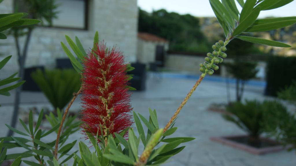 Softades Omodos